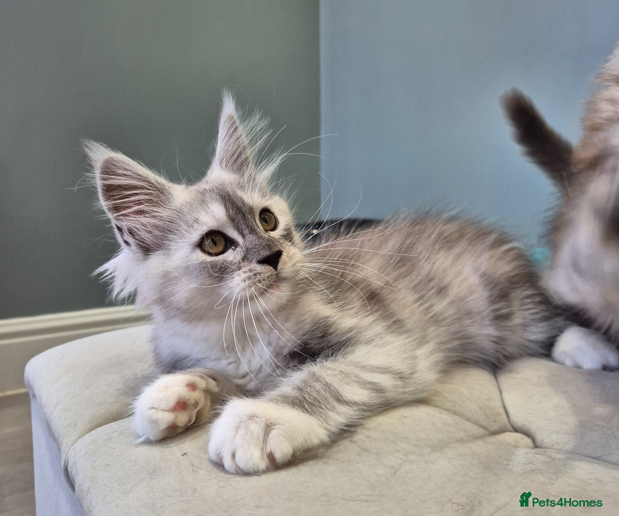 Maine Coon cats Black smoke and Silver kittens - Advert 13