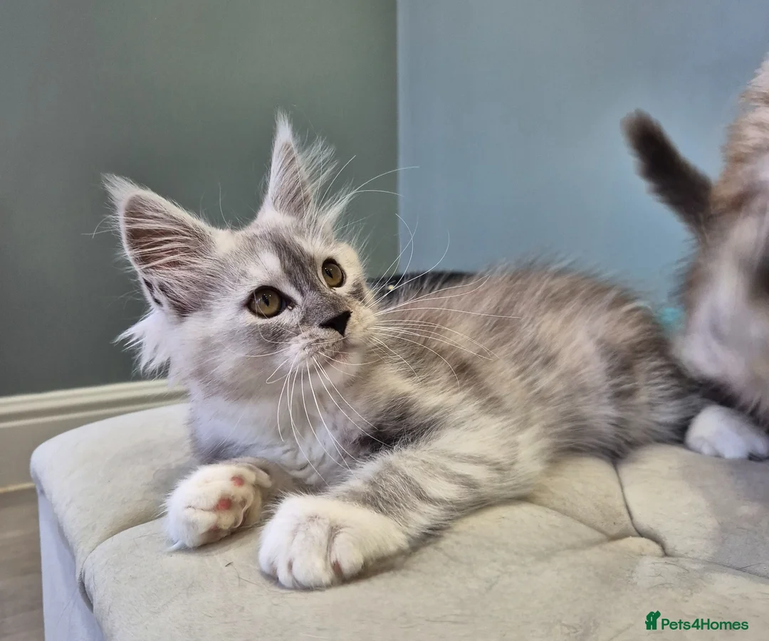 Maine Coon cats for sale: Black smoke and Silver kittens - Advert 2