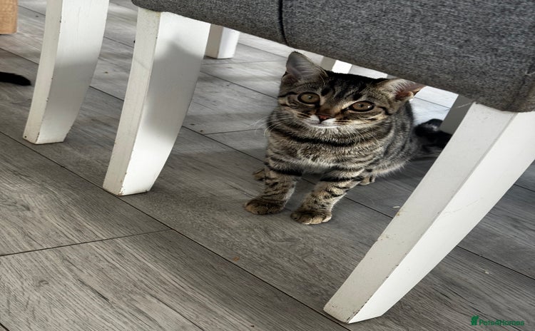 Mixed Breed cats - Advert 13