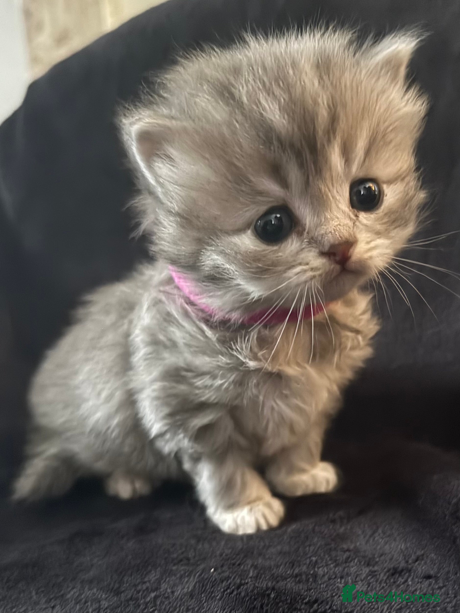 Scottish Fold cats Scottish fold kittens - Advert 3