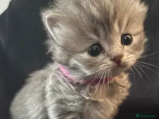 Scottish Fold cats Scottish fold kittens - Advert 3