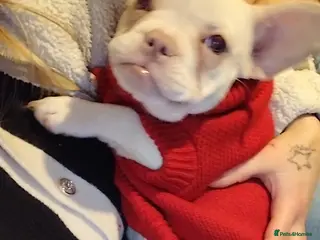 French Bulldog dogs French bulldog - Advert 2