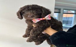 Australian Labradoodle dogs for sale: *waiting list* Australian labradoodles - Image 28