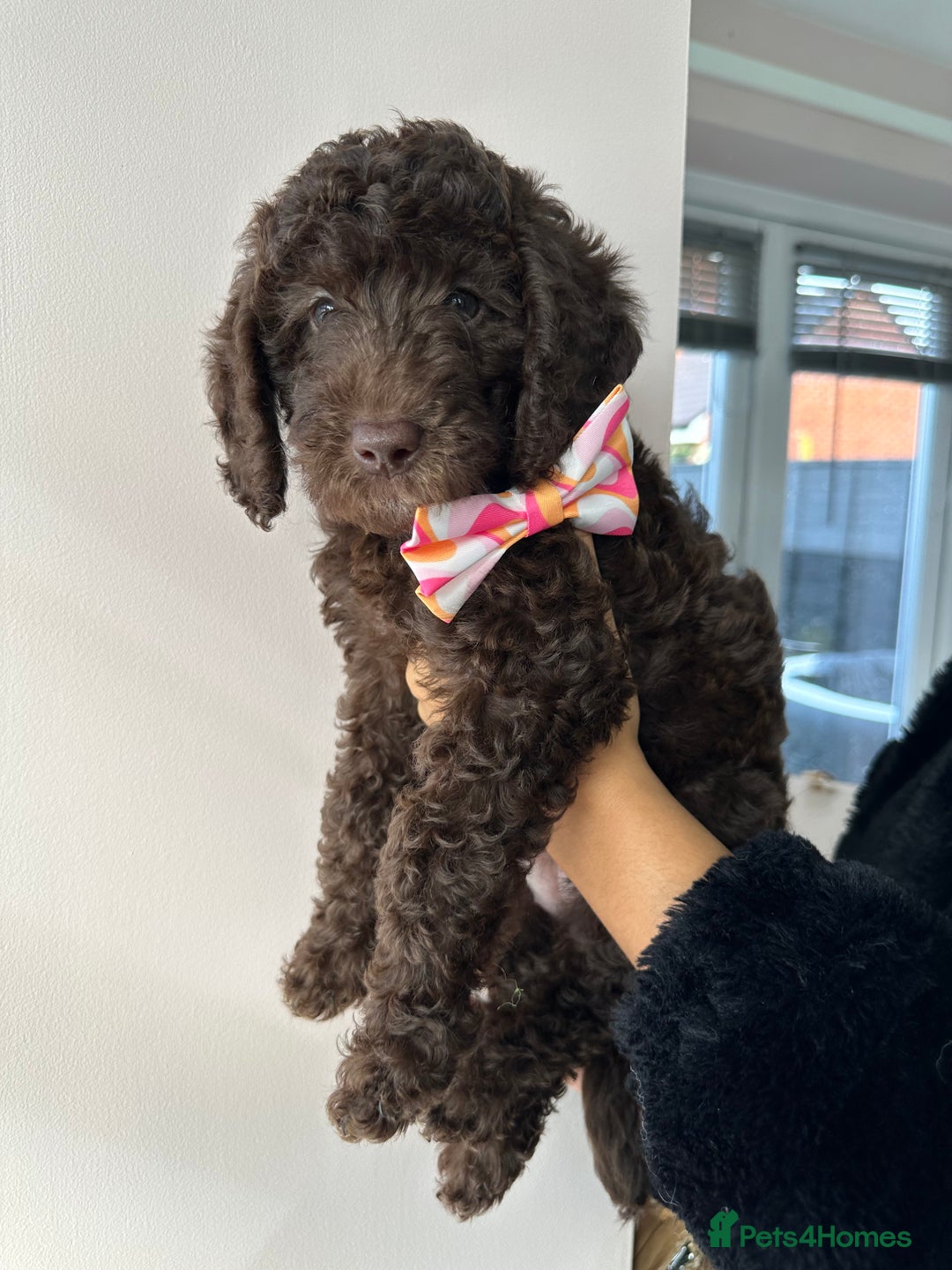 Australian Labradoodle dogs for sale: *waiting list* Australian labradoodles - Image 28