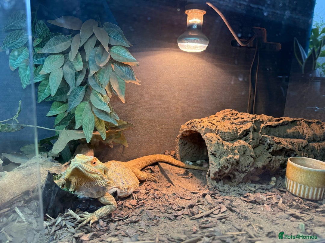 Dragon reptiles for sale: Bearded Dragon Lizard - Image 4