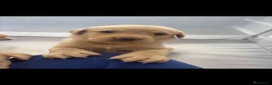 Labrador Retriever 4