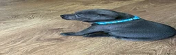 Staffordshire Bull Terrier dogs for sale: Stunning KC registered Staffy puppies 💙💙🩷🩷🩷 - Advert 25