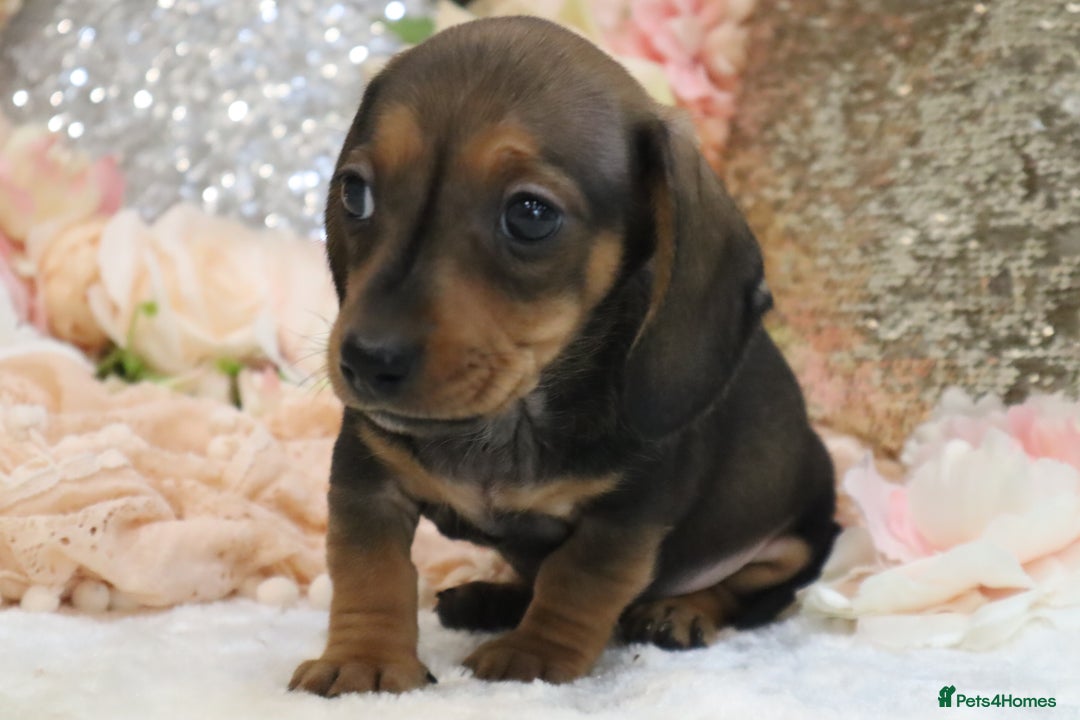 Miniature Dachshund dogs for sale: KC Registered Miniature Dachshund Puppies - Image 23