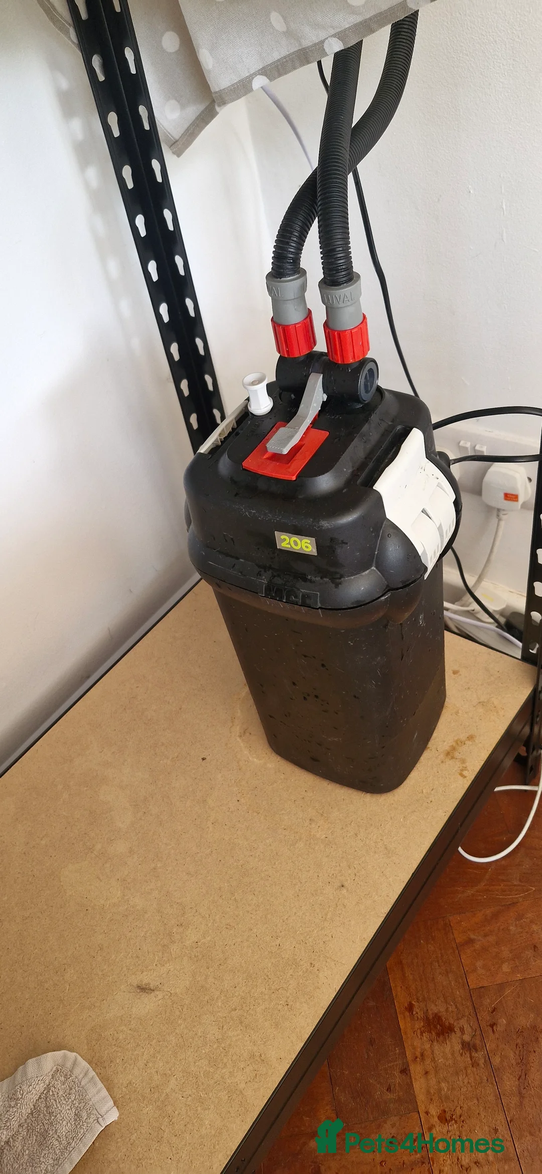 Turtle reptiles for sale: Female Musk Turtle - Advert 5