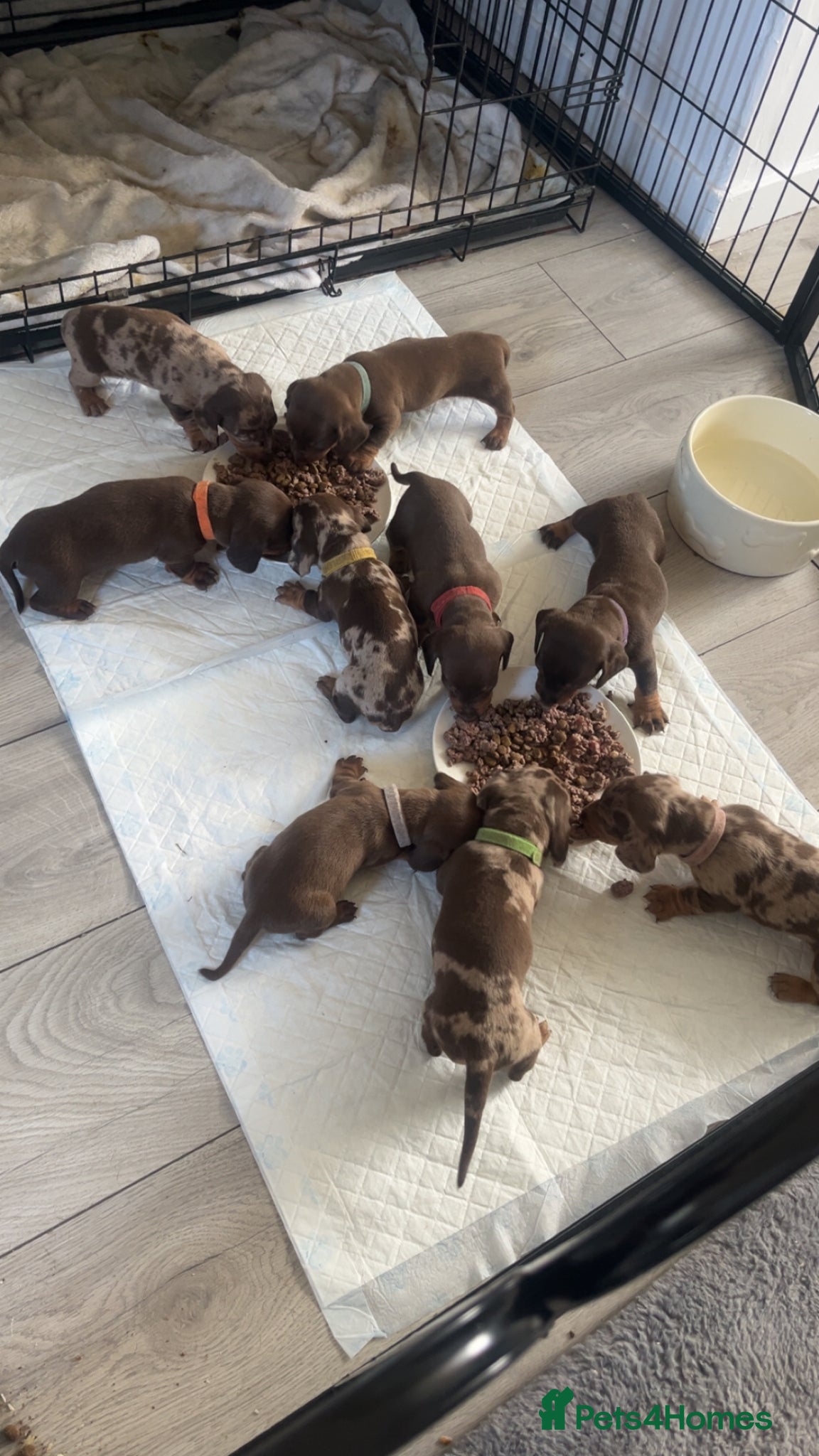 Miniature Dachshund dogs Miniture dachshund  - Advert 10