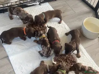 Miniature Dachshund dogs Miniture dachshund - Advert 10