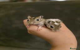 Gerbil rodents for sale: Friendly baby gerbils ready for new homes! - Image 6