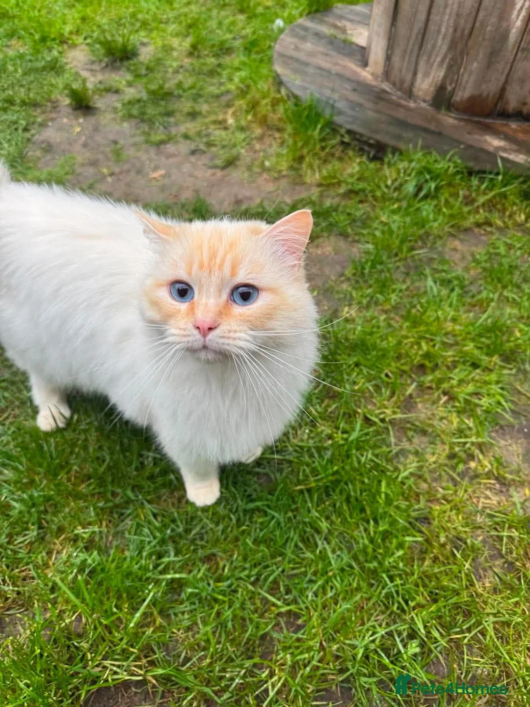 Ragdoll cats for sale: Ragdoll kittens  in Petersfield - Advert 9