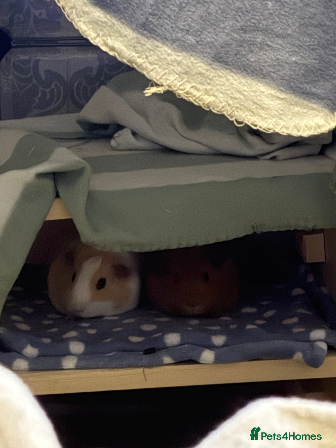 Guinea Pig rodents for sale: Two male guinea pigs for sale - Advert 6