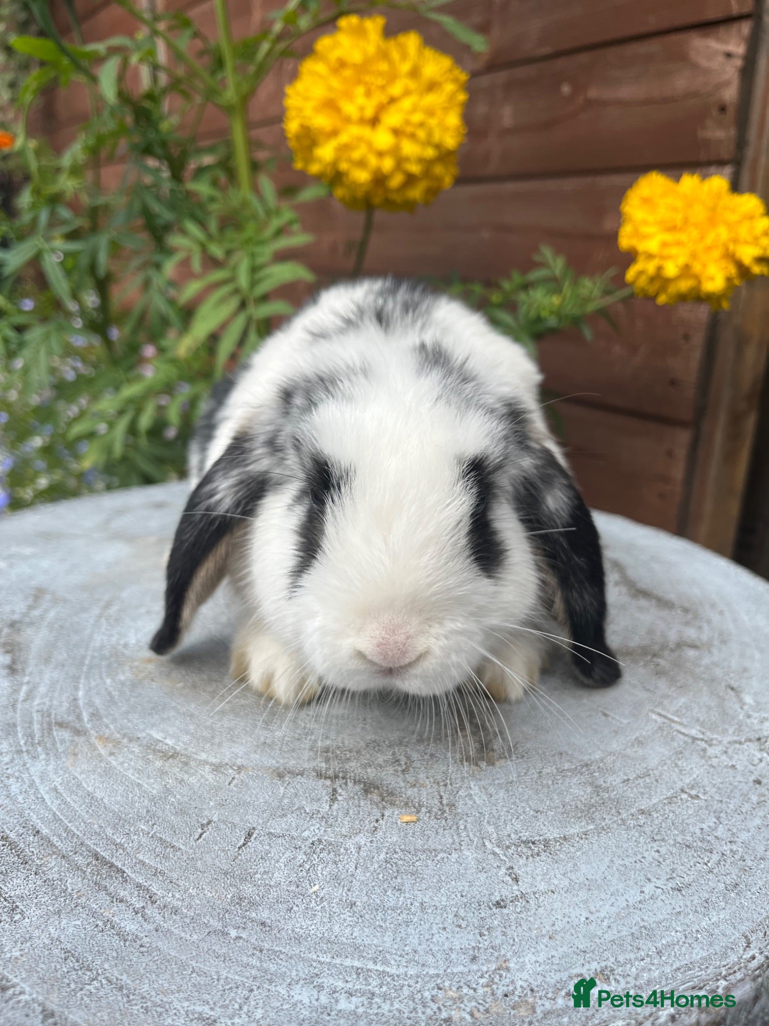 Mini Lop rabbits Stunning litter of doe mini lops  - Advert 22