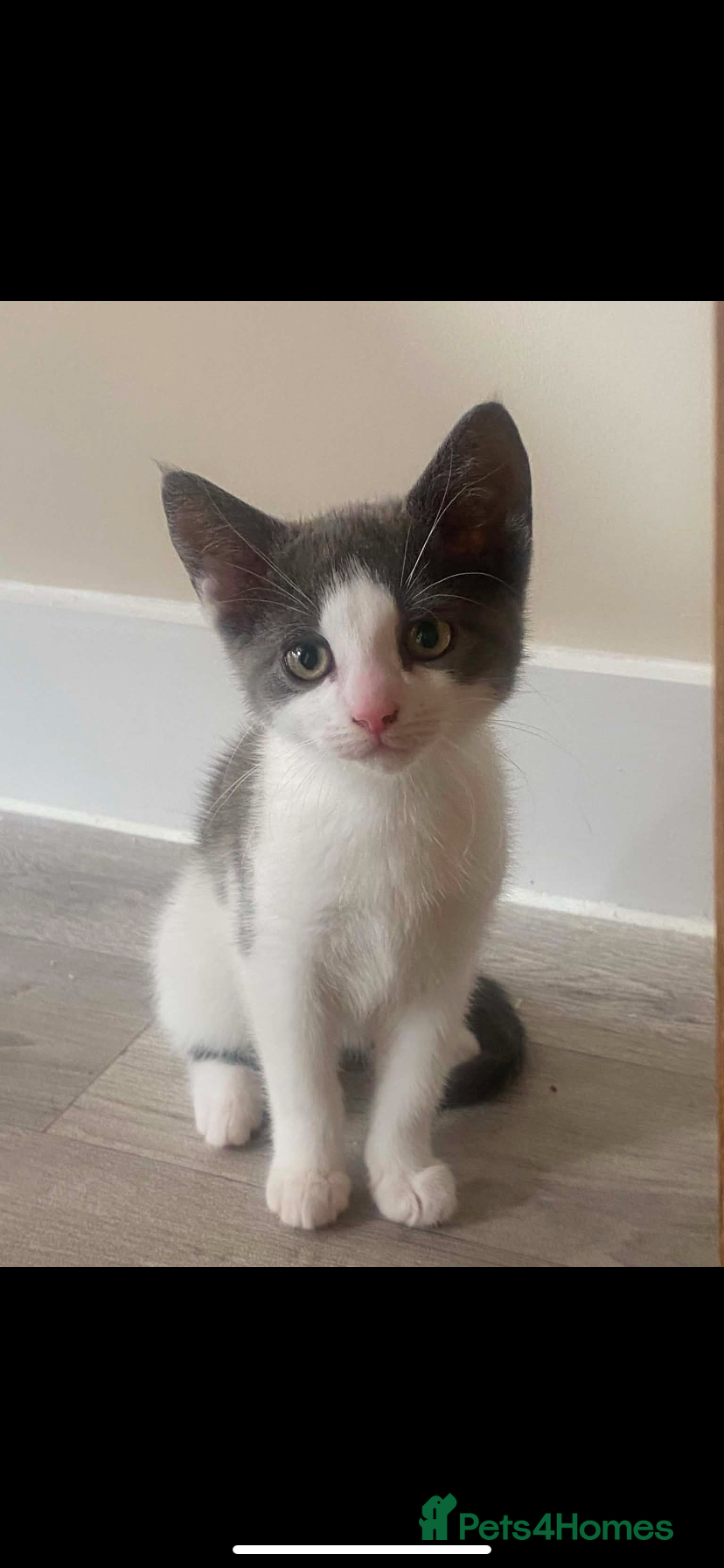 Norwegian Forest Cat cats for sale: Beautiful Norwegian forest kittens 🩵🩵 - Advert 1