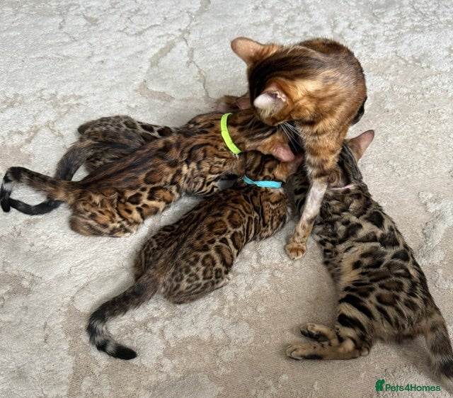 Bengal cats Pure Pedigree Bengal Kittens - Advert 2