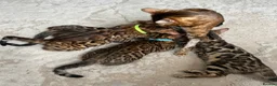 Bengal cats for sale: Pure Pedigree Bengal Kittens - Advert 2