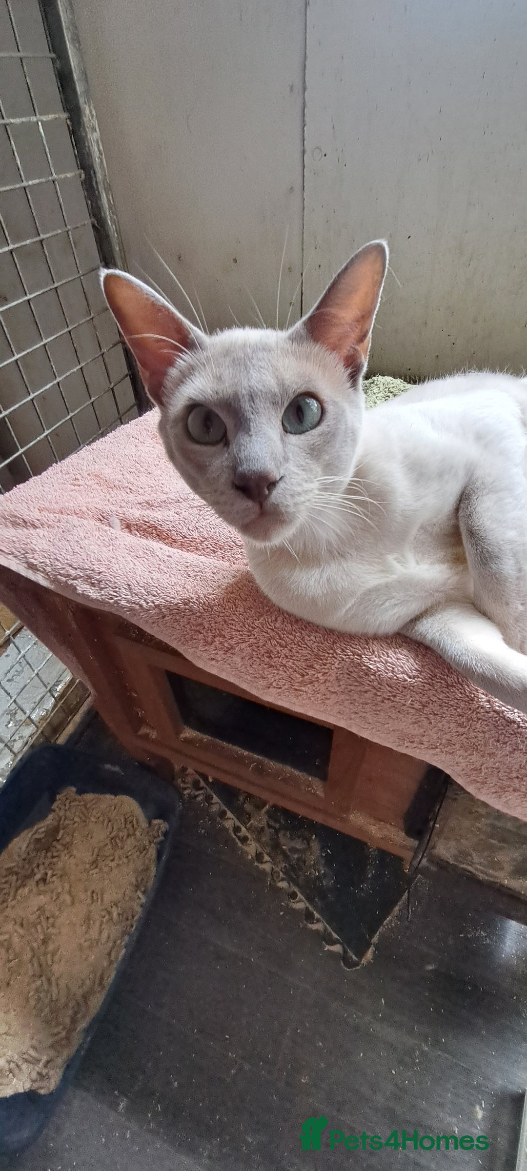 Tonkinese cats for sale: Intact Tonkinese Male  - Image 3