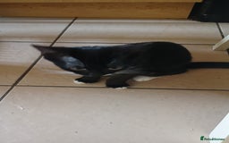 Mixed Breed cats for sale:  Kittens need new homes!! 🤗🤗 - Image 6