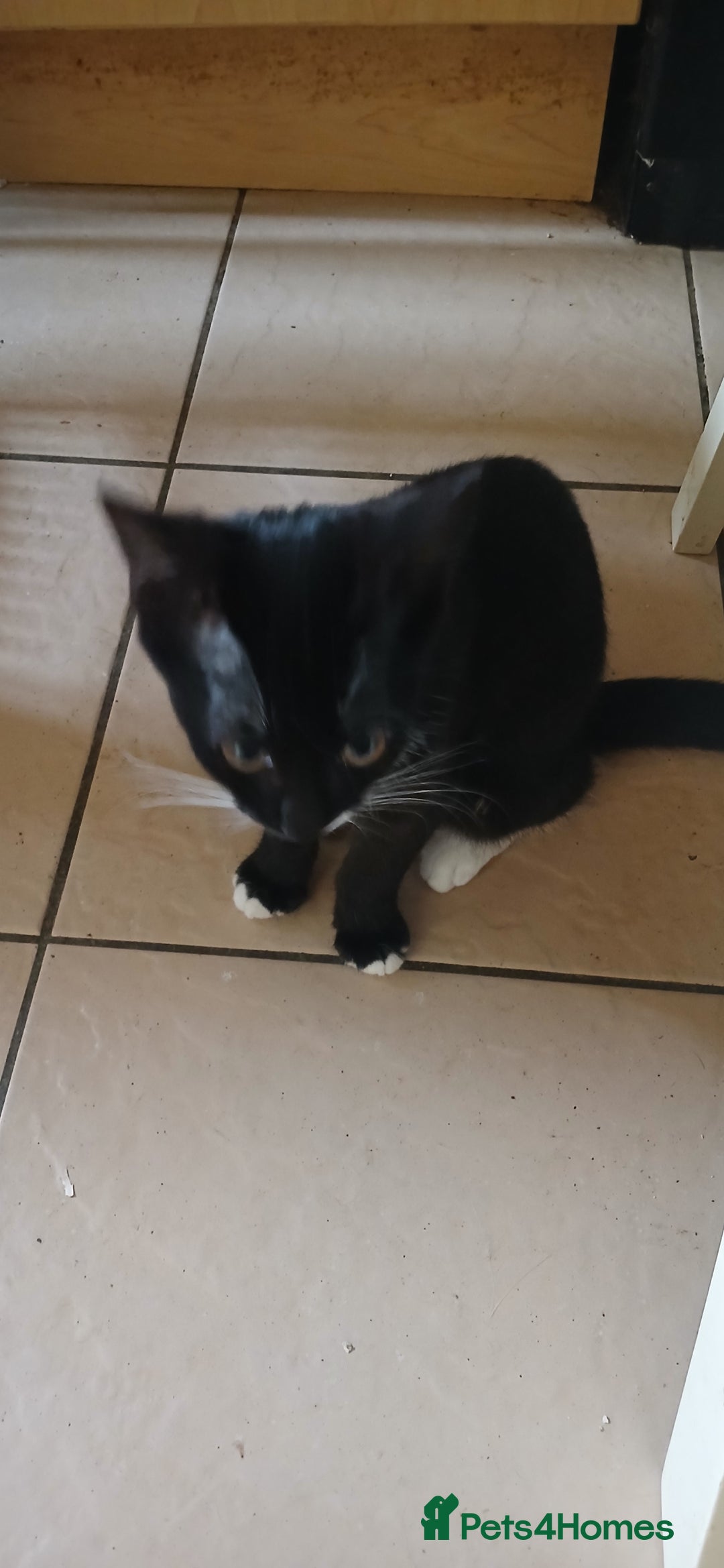 Mixed Breed cats for sale:  Kittens need new homes!! 🤗🤗 - Image 6