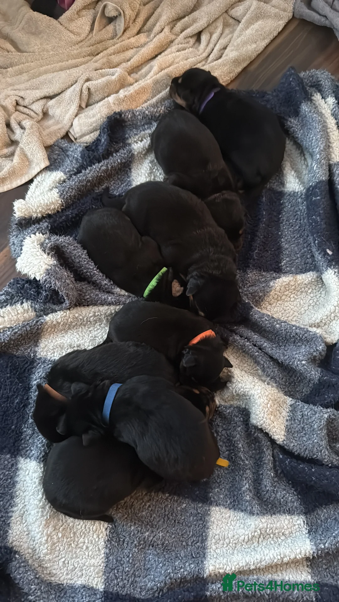 Mixed Breed dogs for sale: Shepweiler Puppies (GSD x Rottie) - Advert 9