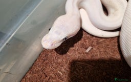 Python Snake reptiles for sale: Breeding trio of royal pythons - Image 14
