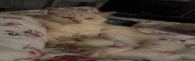 Mixed Breed 1
