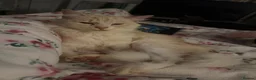 Mixed Breed cats for sale: White & ginger cat in Bristol - Advert 2