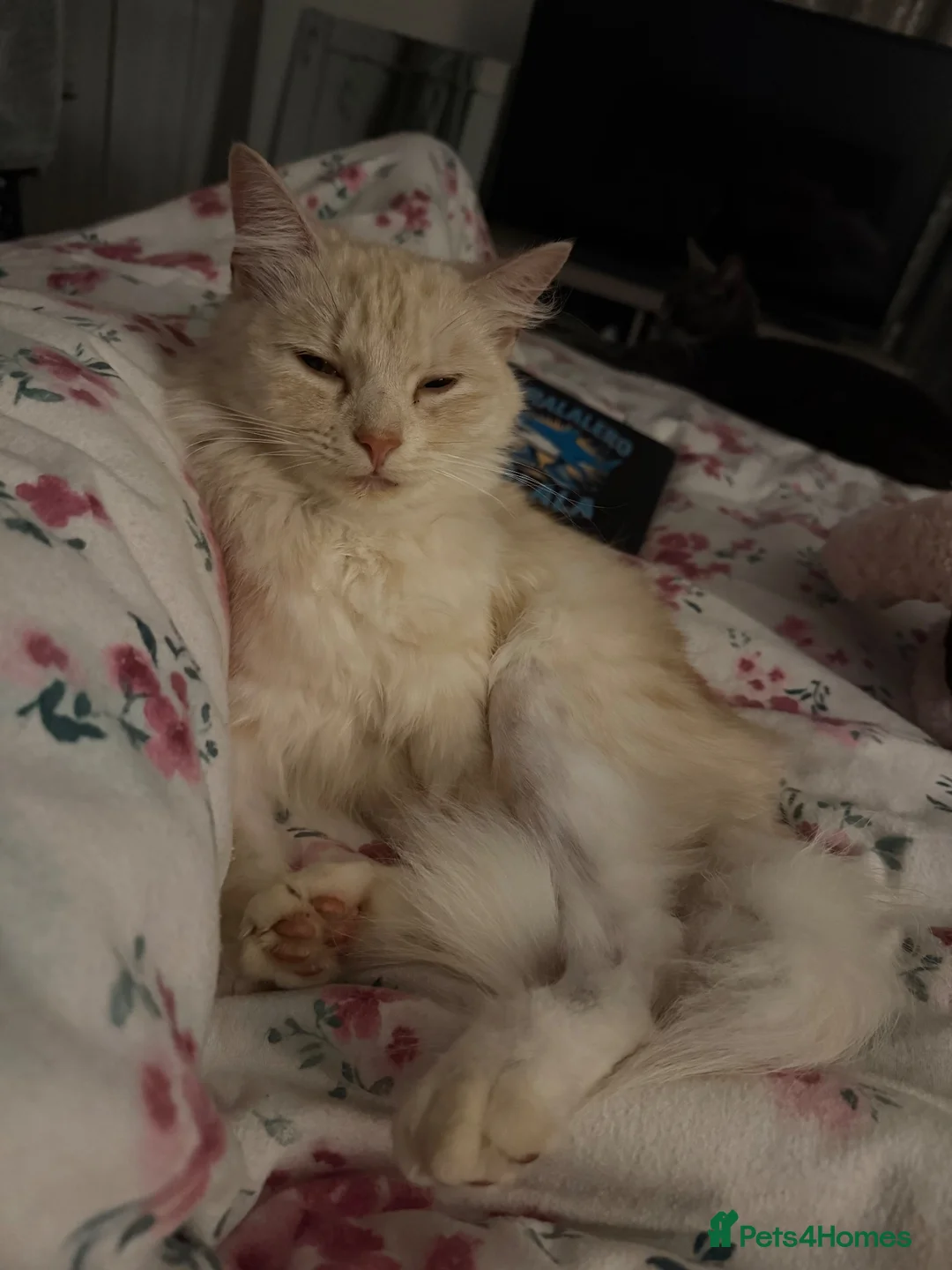 Mixed Breed cats for sale: White & ginger cat in Bristol - Advert 2