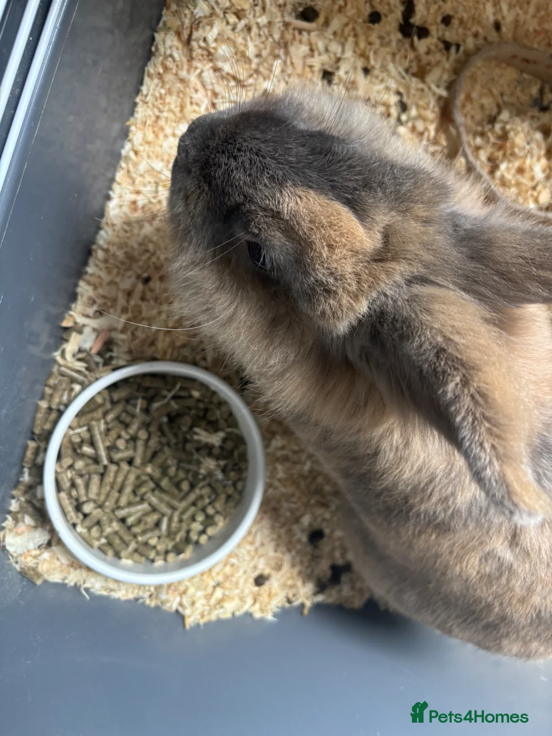 Lionhead rabbits for sale: male entire lion head for urgent rehoming  in Epsom - Advert 3