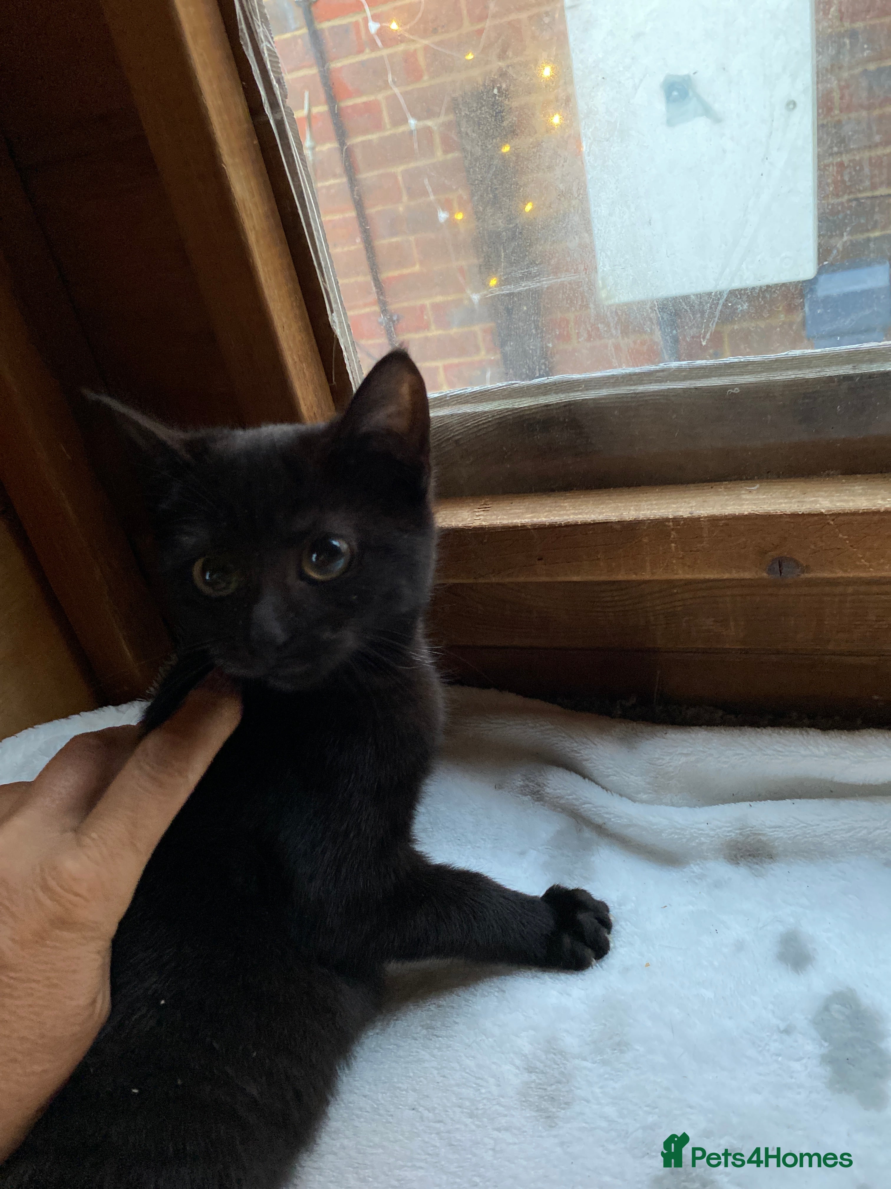 Mixed Breed cats All black kittens ready now  - Advert 14