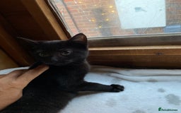 Mixed Breed cats for sale: All black kittens ready now  - Advert 1