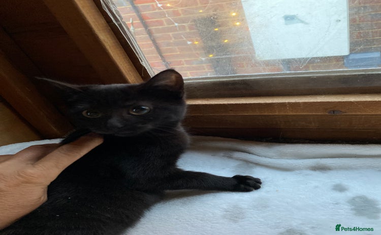 Mixed Breed cats All black kittens ready now  - Advert 2