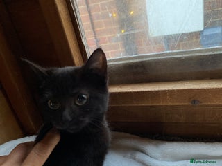 Mixed Breed cats All black kittens ready now - Advert 1