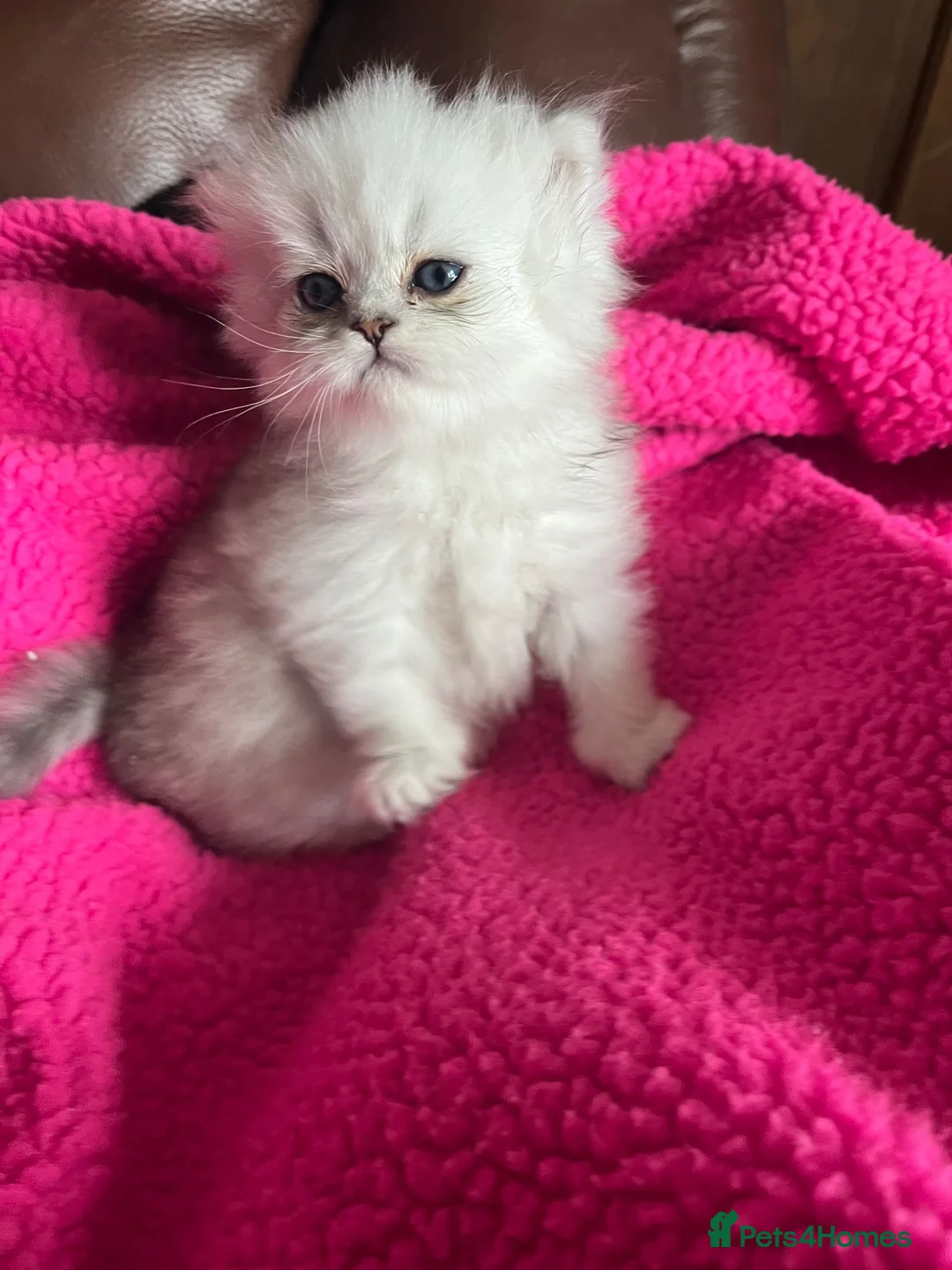 Persian cats for sale: Persian silver chinchilla kittens  - Advert 1