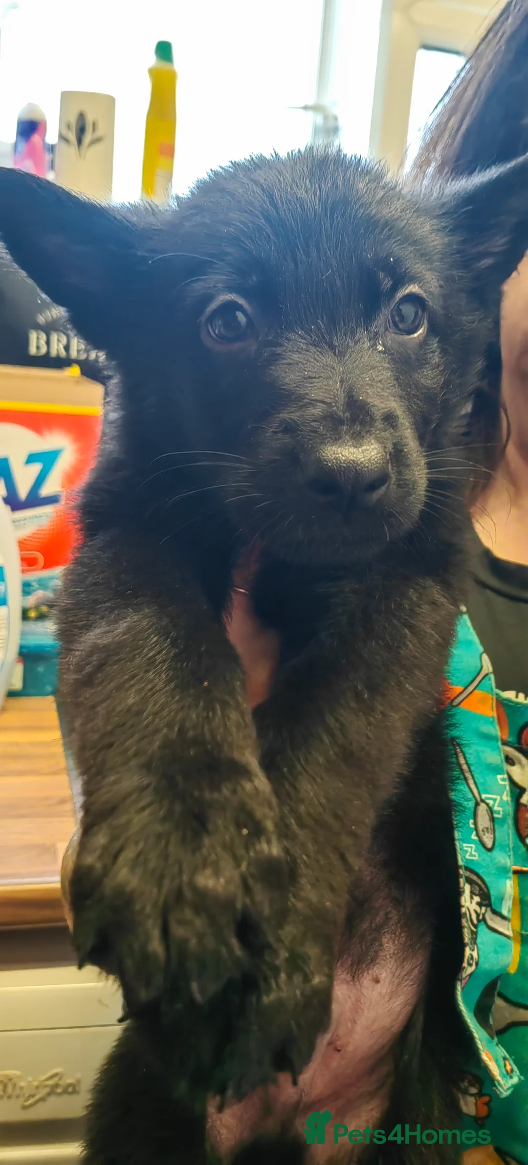 German Shepherd dogs for sale: German shepherd pups in Hyde - Advert 5