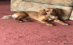 Cocker Spaniel dogs for sale: Cody 1 year old cocker spaniel  - Image 2