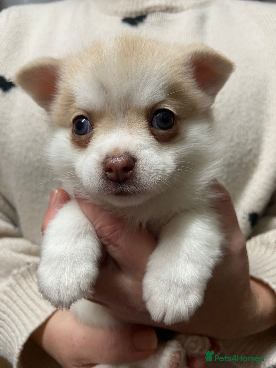 Pomchi dogs for sale: Stunning Pomchi’s - Advert 5