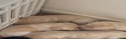 Labrador Retriever dogs for sale: Lovely Labrador puppies - Advert 5