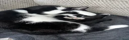 Mixed Breed cats for sale: To male cats for rehoming £20  - Advert 3