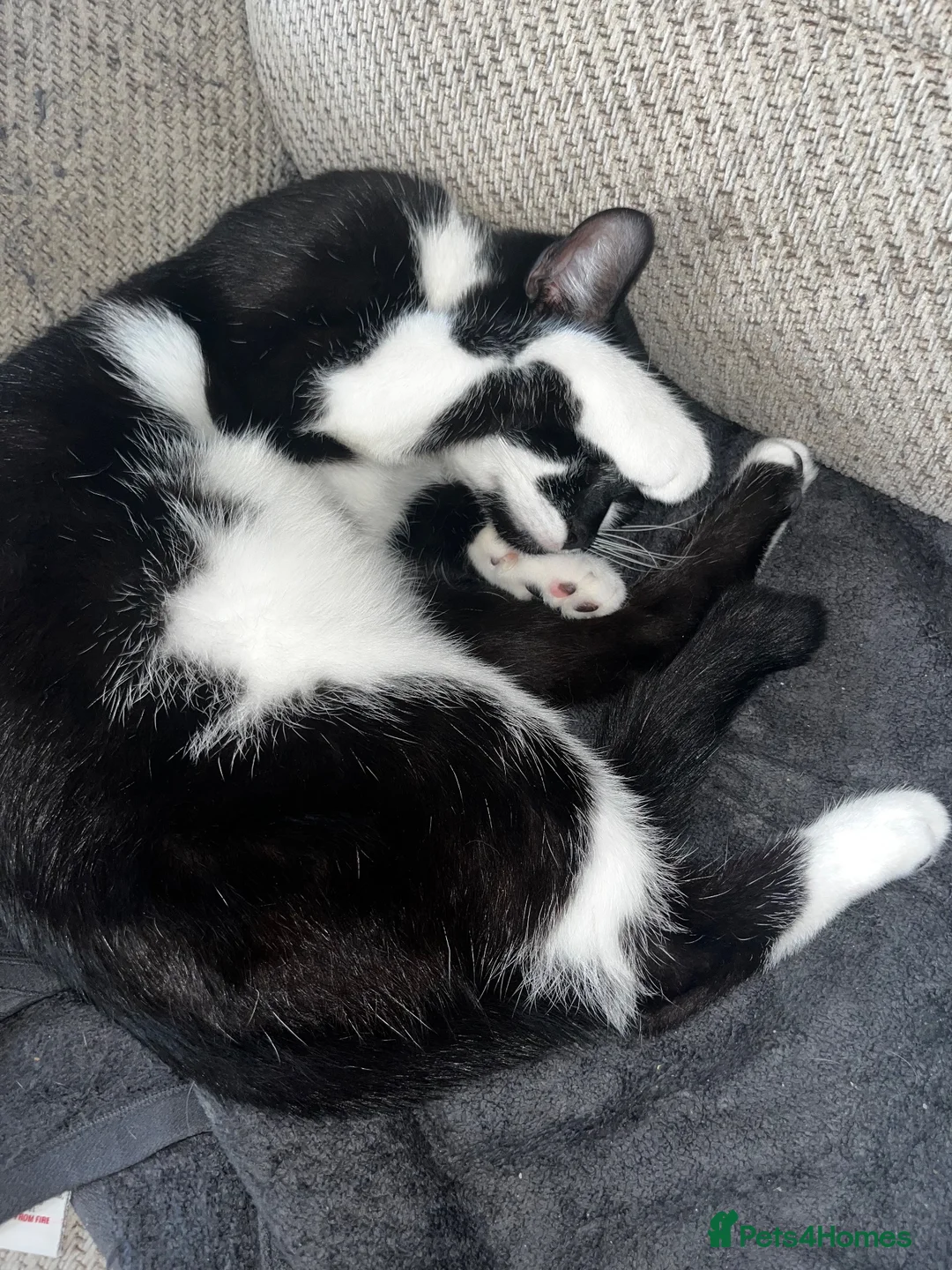 Mixed Breed cats for sale: To male cats for rehoming £20  - Advert 3