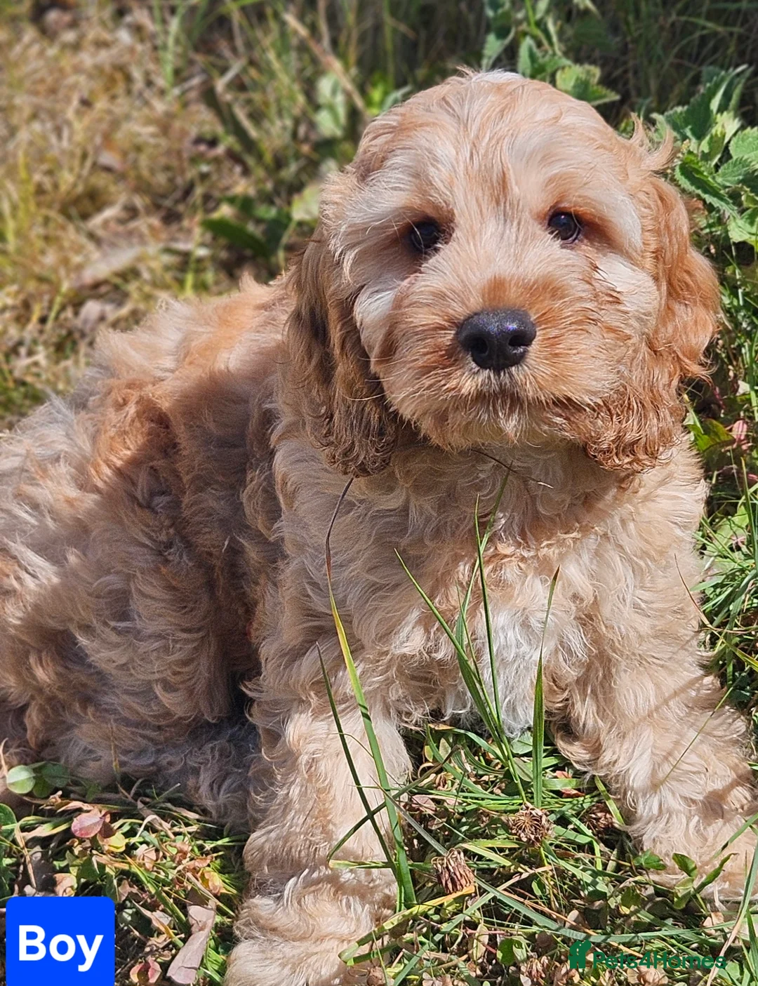 Mixed Breed dogs for sale: Lovely cockapoo x cockailer puppies for sale  - Advert 2