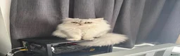 Ragdoll cats for stud: Full bred Persian Cat stud - Advert 2