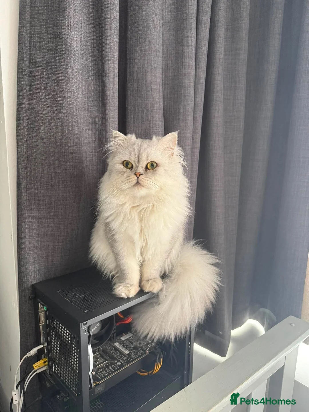 Ragdoll cats for stud: Full bred Persian Cat stud - Advert 2