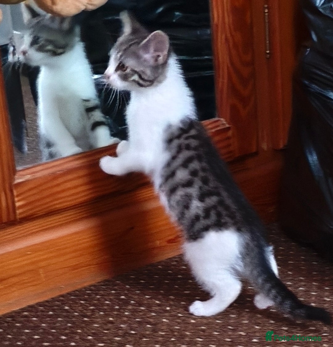Tibetan cats for sale: Tabby white kittens looking for a lovely home - Advert 8