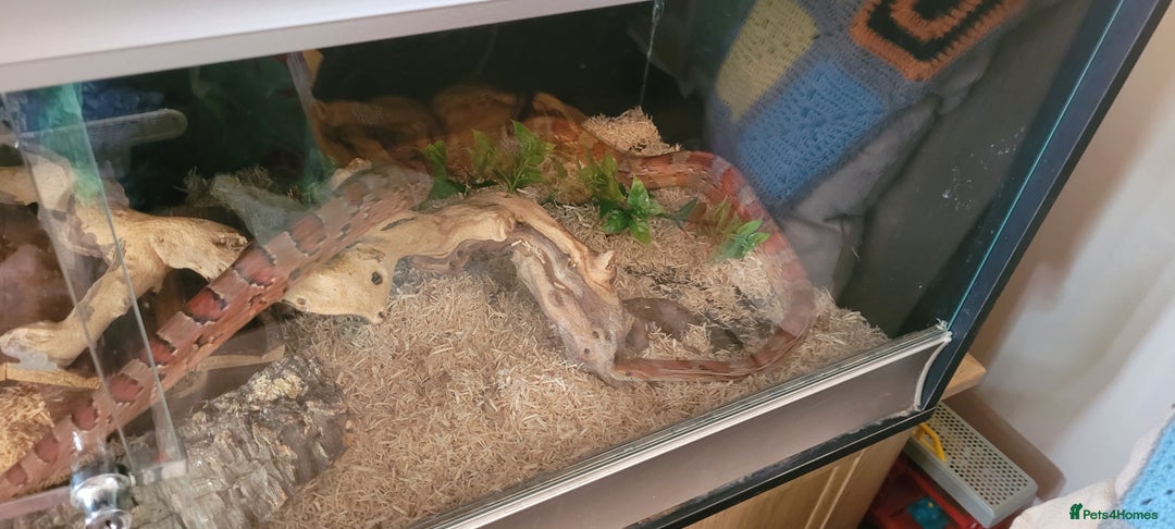 Corn Snake reptiles for sale: corn snakes - Image 7