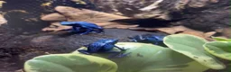 Frog reptiles for sale: Blue dart frog - azureus  in Gillingham - Advert 2