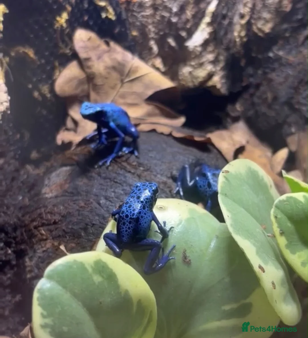 Frog reptiles for sale: Blue dart frog - azureus  in Gillingham - Advert 2