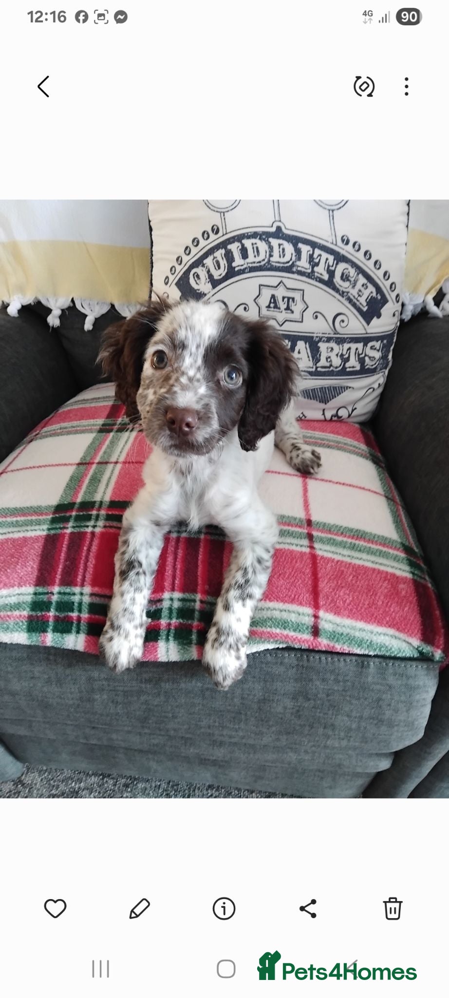 Cocker Spaniel dogs Female 7month white with brown markings - Advert 2